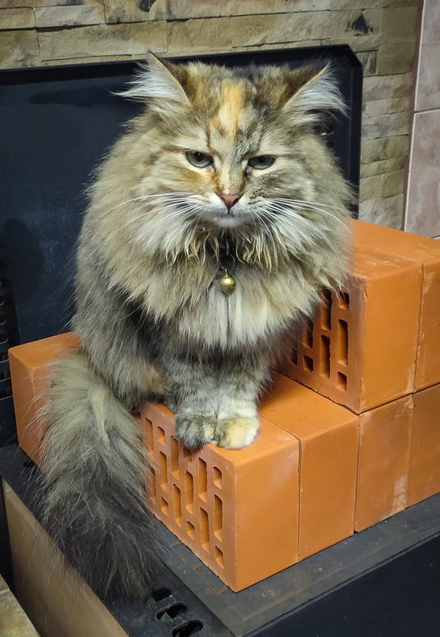 Мой котовторник