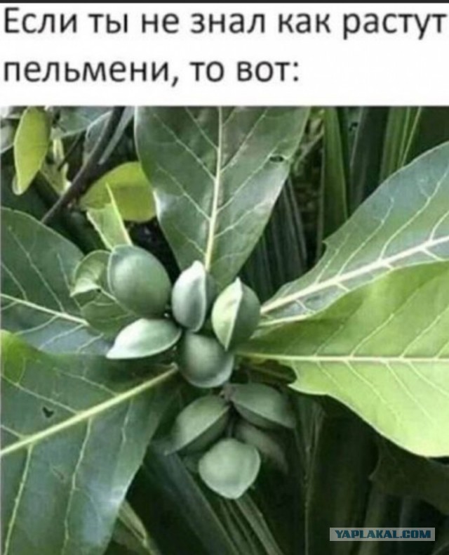 Пельмешки