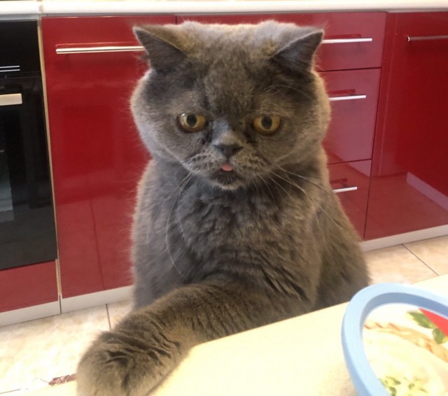 Котодракула