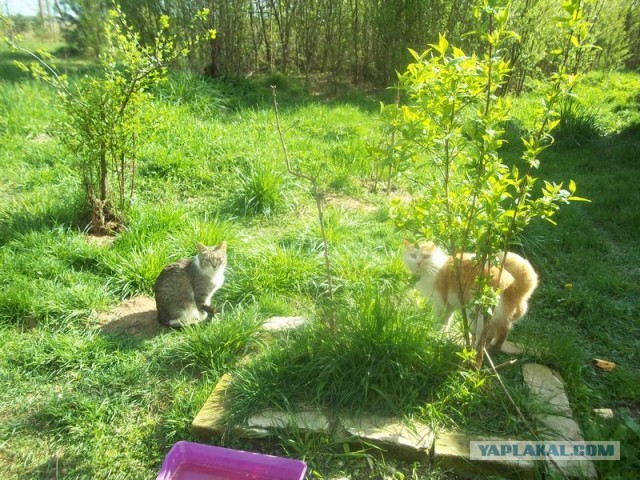 Жизнь домашнего приюта для котеек 444