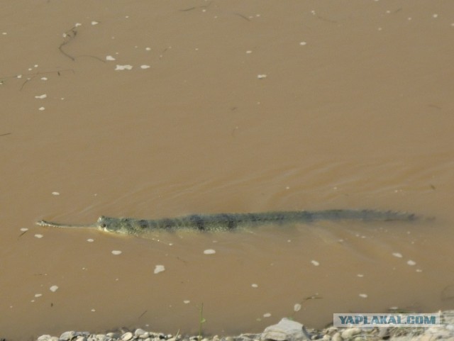 Крокодилы в Непале внезапно стали оранжевыми