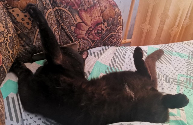 Котовторник! 16+ Коллеги-рабы, отмечаемся, у кого хозяину много лет!