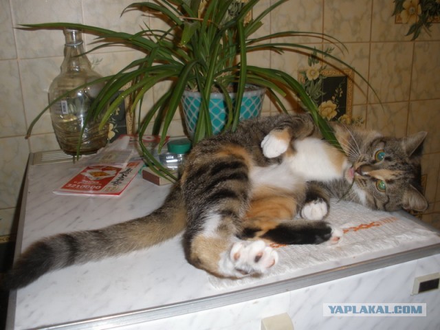 Котовторник 16.04.2013