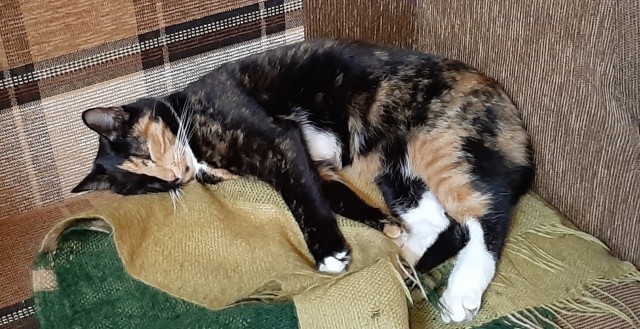 К - Котовторник ☺ Пополнение