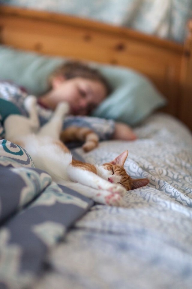 Позы для сна у кошек - что они означают?