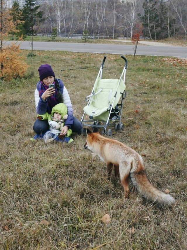 Жизнь домашнего приюта для котеек 473