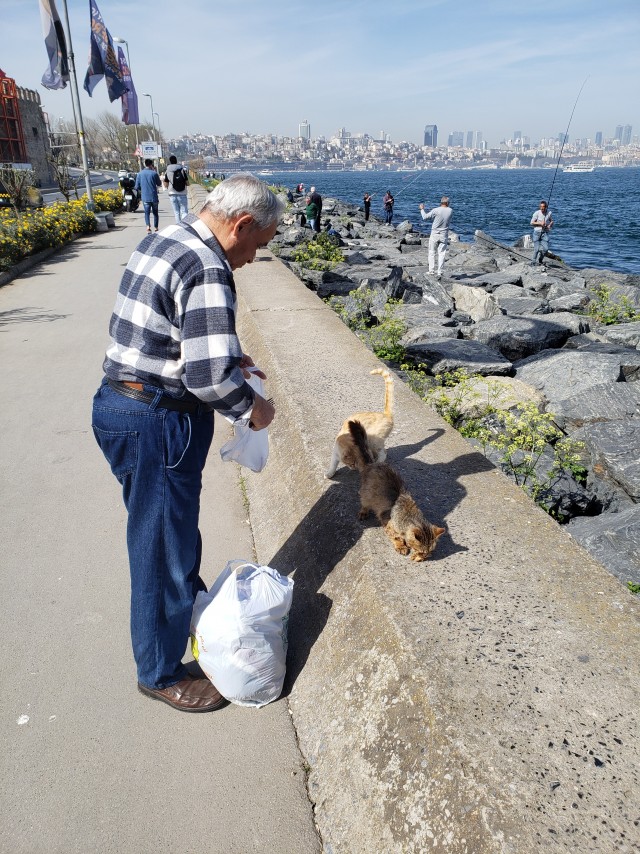 Стамбульские котики