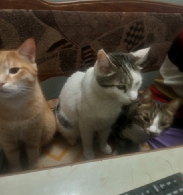 Котовторник