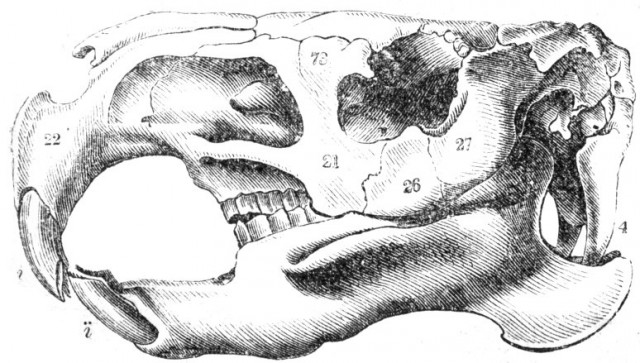 Знакомьтесь - капибары