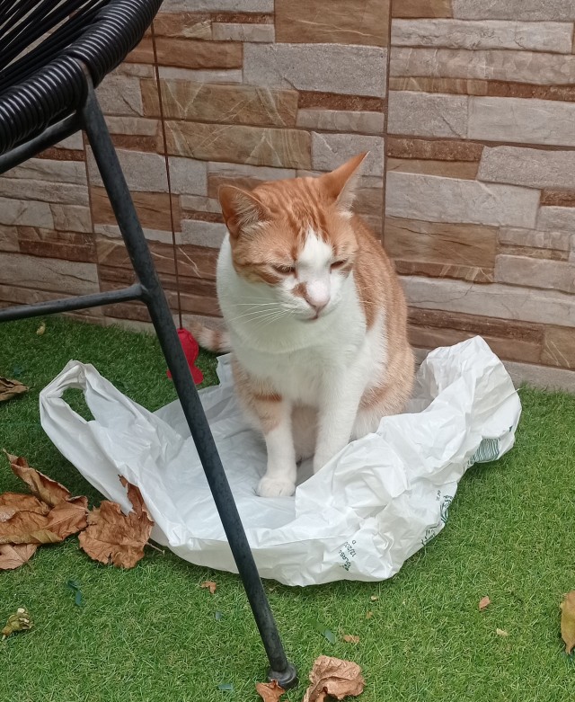 Котовторник