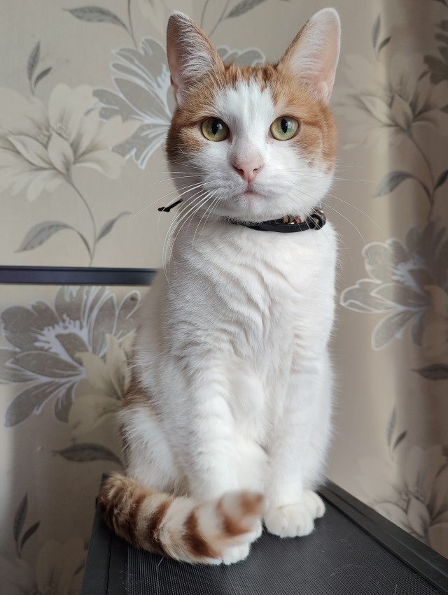 Котовторник в картинках