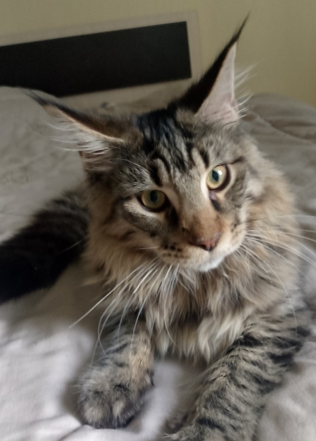 Решился наконец завести котейку