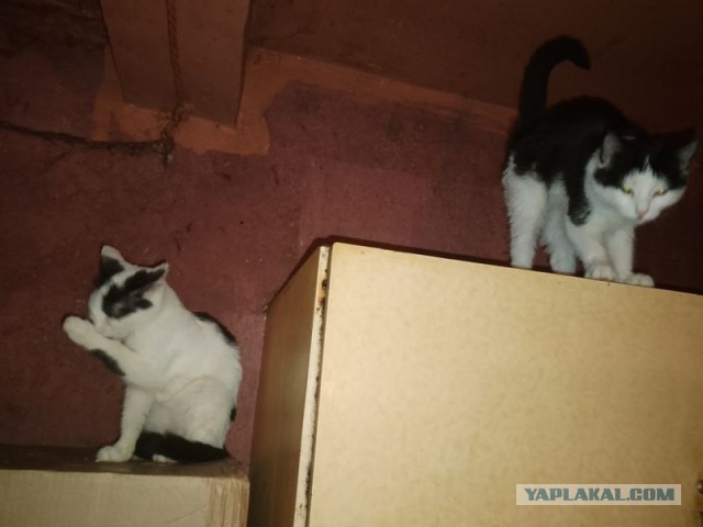 Жизнь домашнего приюта для котеек 530
