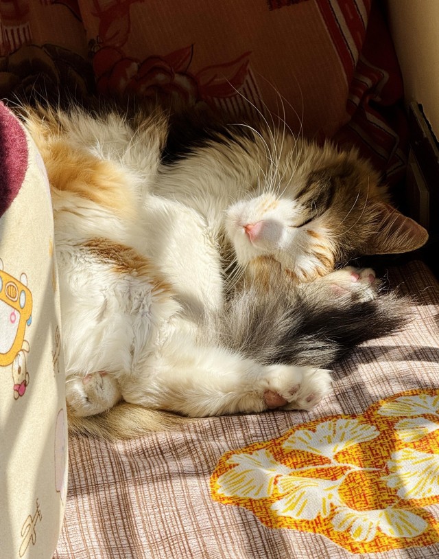 Уютная трёхцветная сплюшка