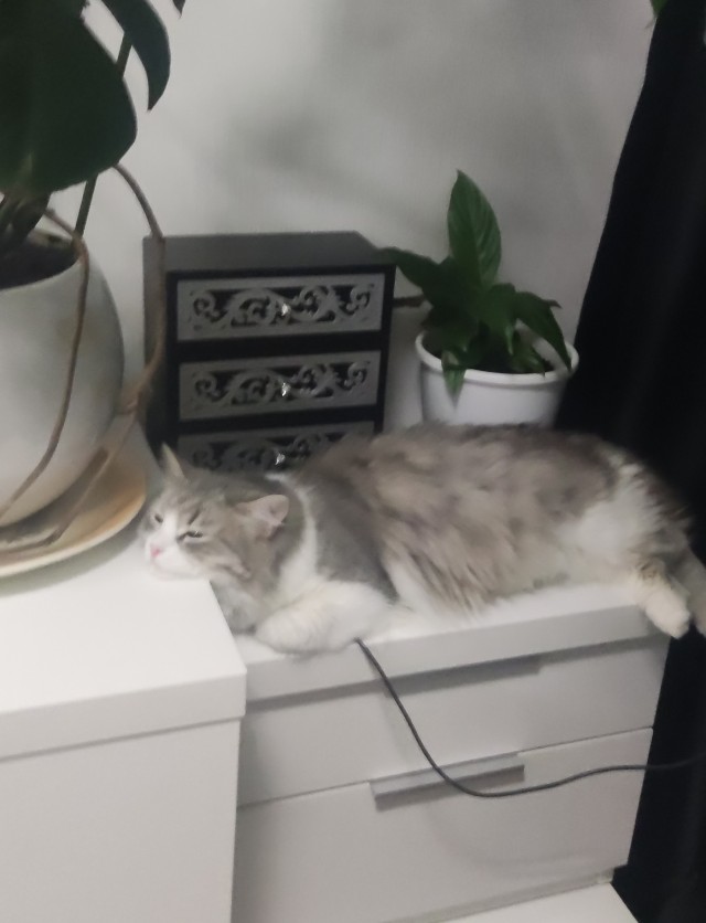 Трех котят нашли на помойке в Красном Селе