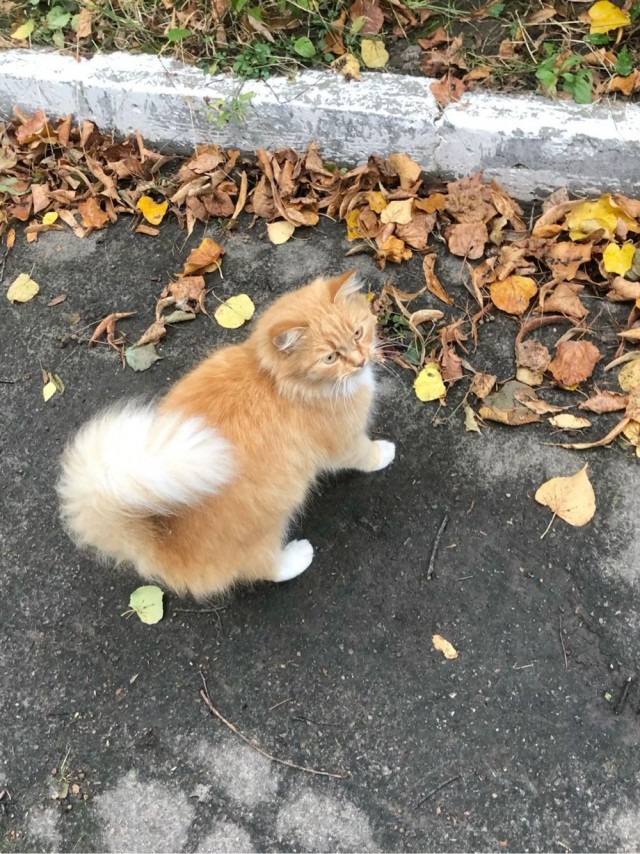 Осенний кот