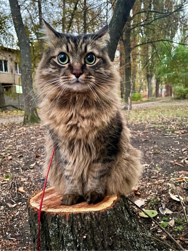 Почти кот, только не мяукает