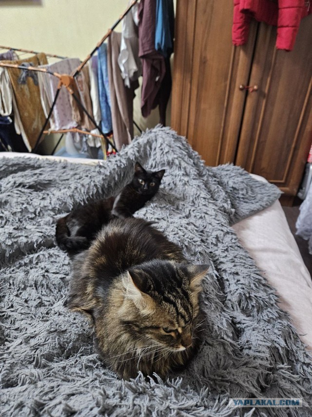 Чёрный котовторник