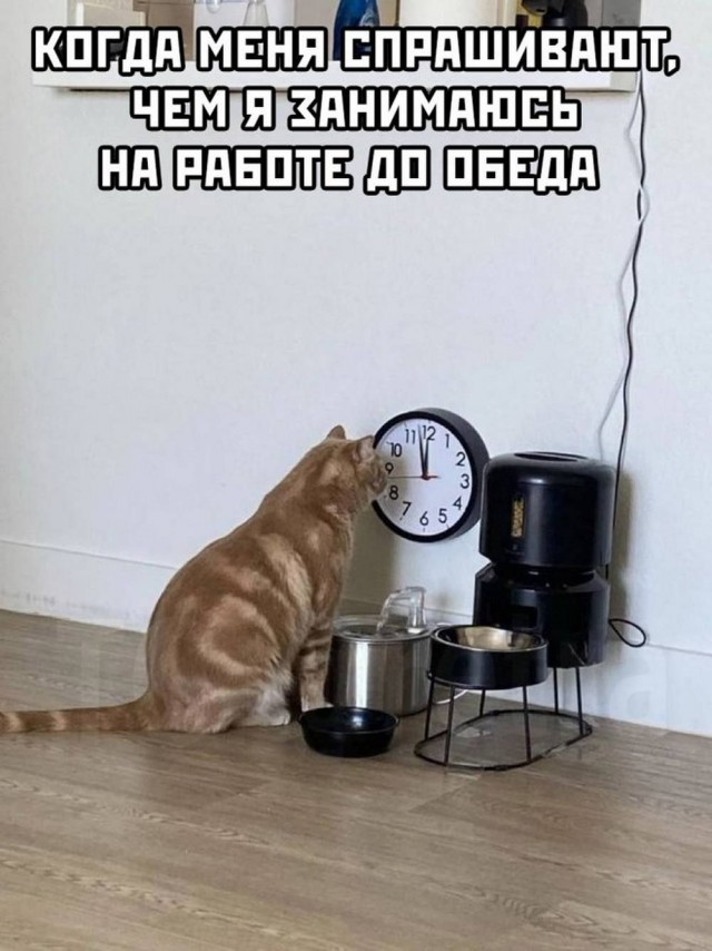 Веселое настроение в картинках (21.11.2025)
