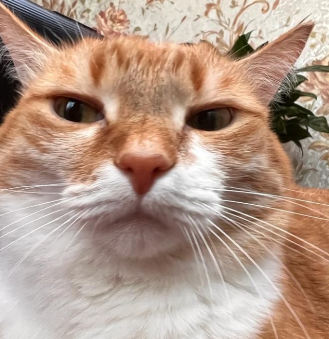 Котëнок-заморыш стал красивой кошкой