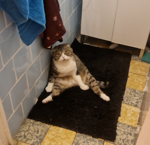 Дурацких фото котов тред