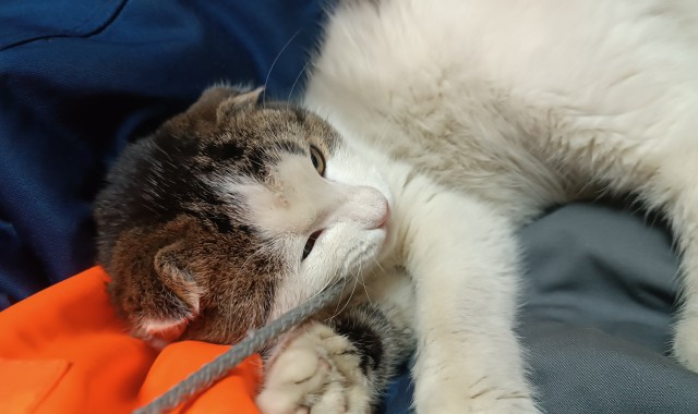 Друзья (котовторник)
