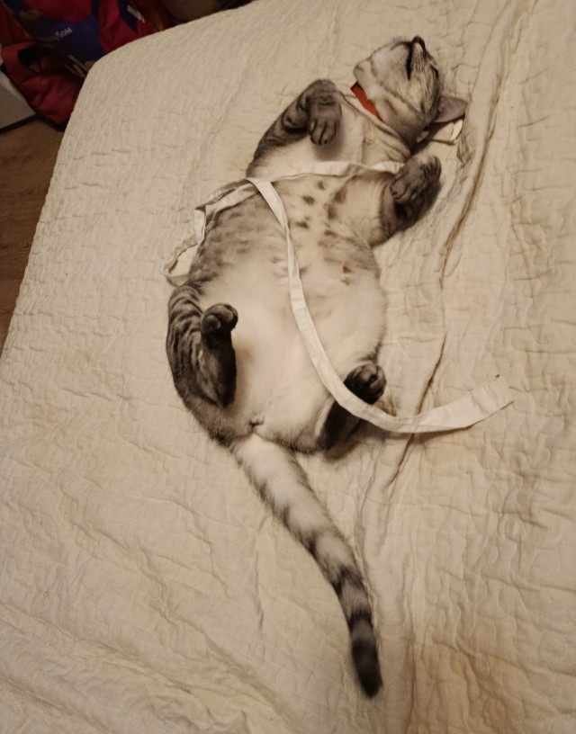 А котовторник уже пришёл?