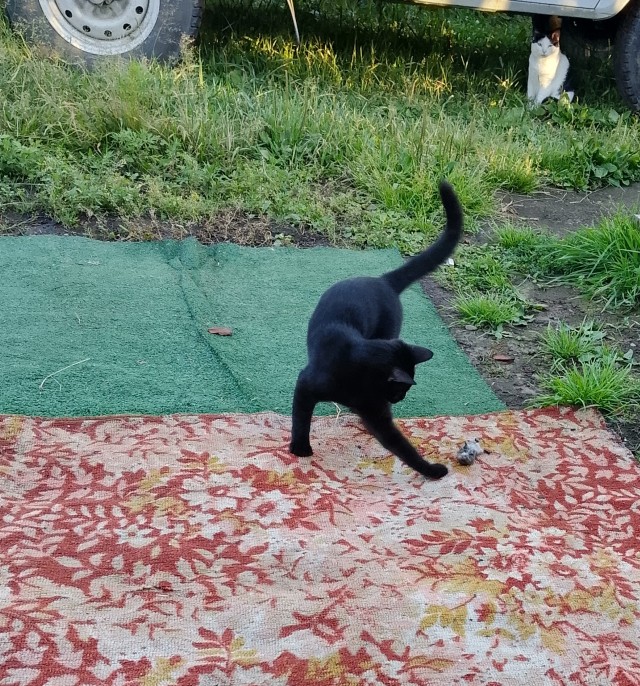 С котовторником!