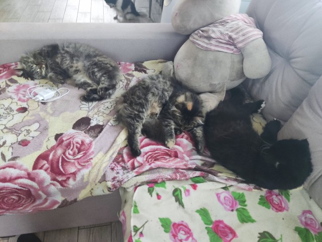 Доброе утро котаны!