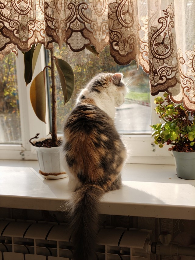 Котовторник. Начало
