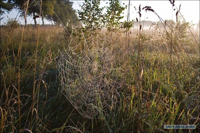 Жемчужною росою да через серебро умыться...