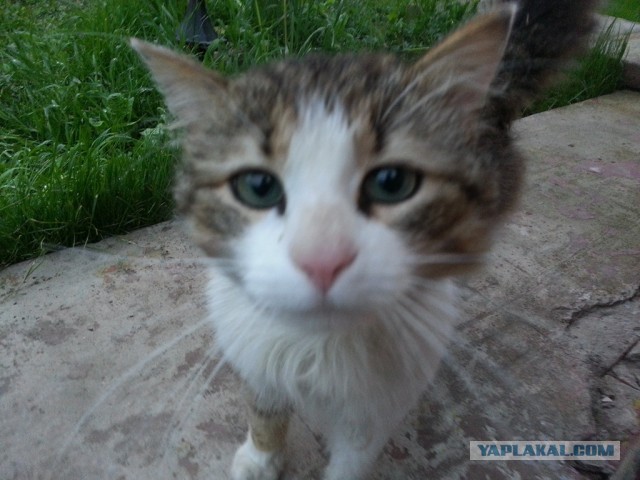 Котовторник 8.10.2013
