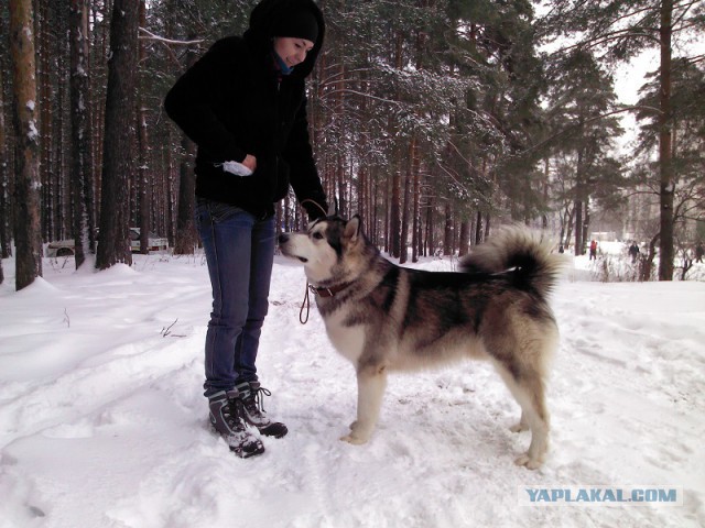 О, my dog