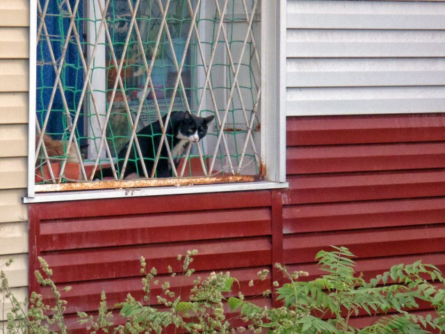 Котовторник  08.07.2014