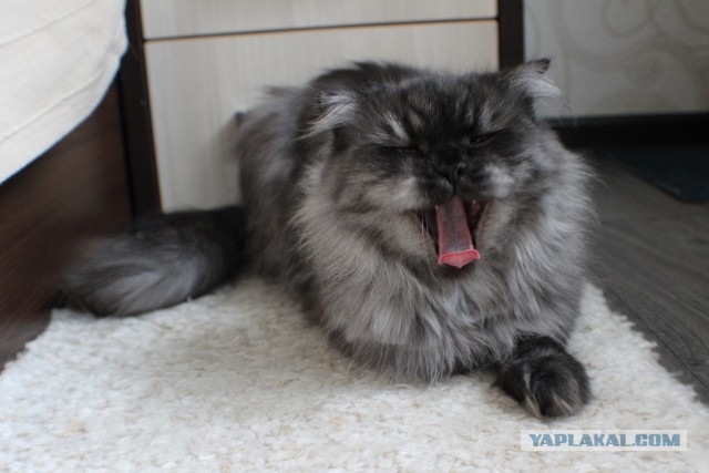 Котовторник 19.08.2014