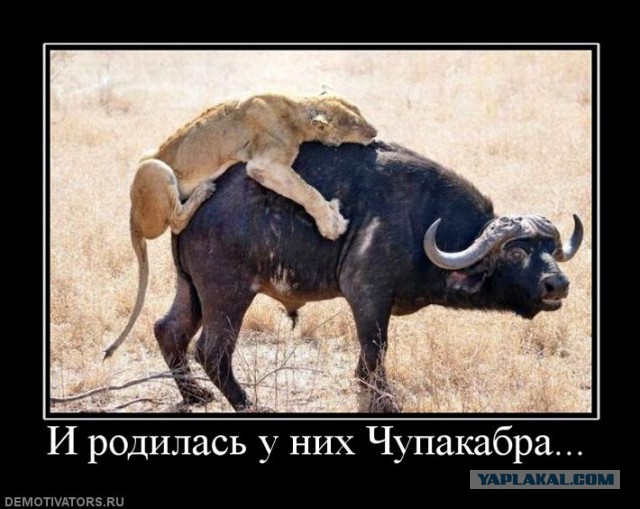 Самые редкие породы собак