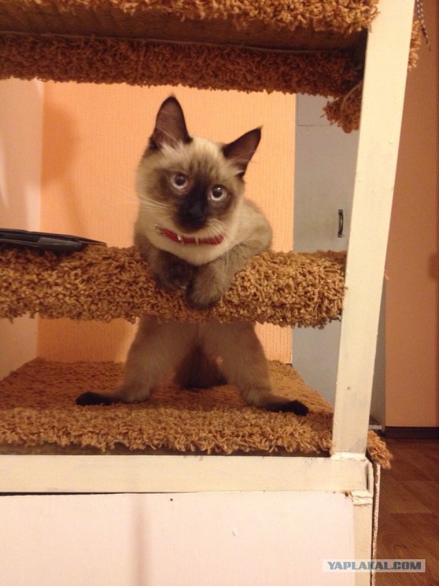 Сторожевой кот