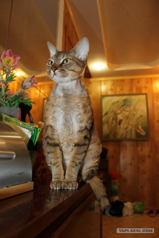 Котовторник 06.01.2015