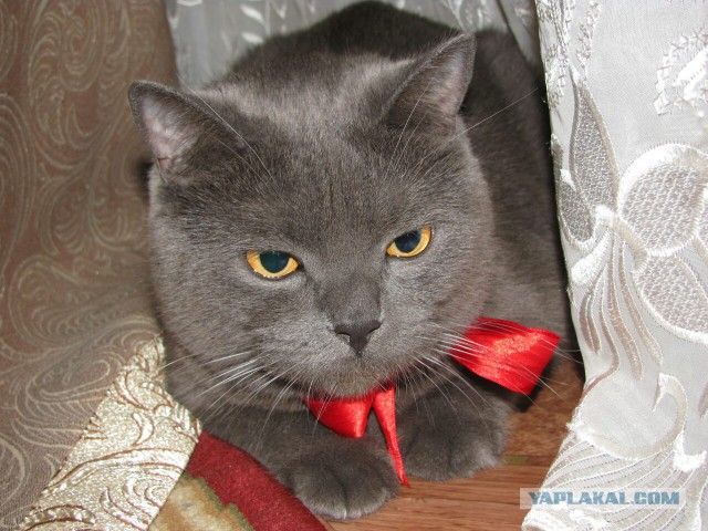 Моим котам