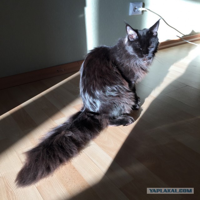 Котовторник