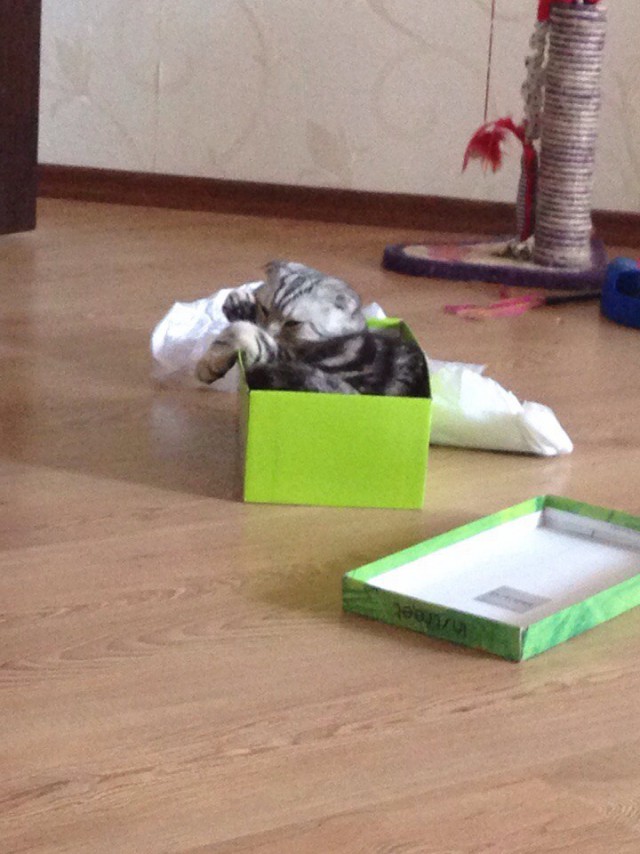 Котовторник 14.07.2015