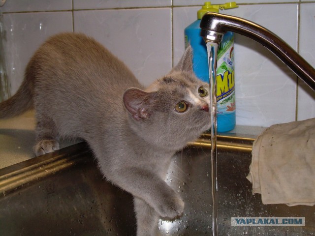 Котовторник 14.07.2015