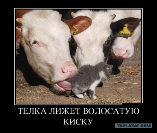 Подборка демотиваторов