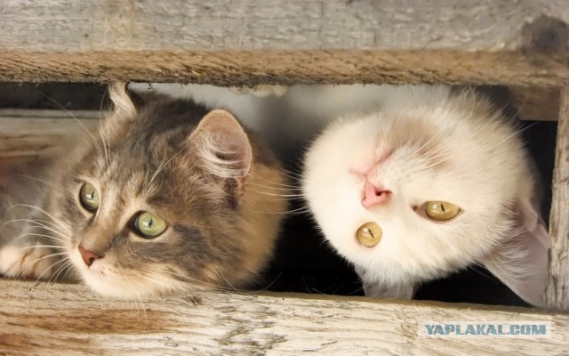 Котовторник