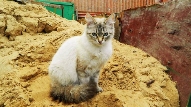 Котовторник 13.10.2015