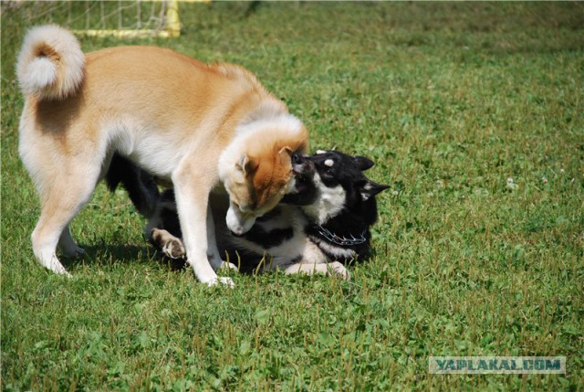 Собакочетверг же, ау!