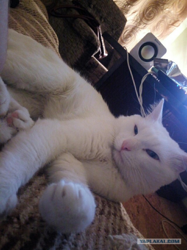 Пост невероятной кошачьей красоты. 25 фот.