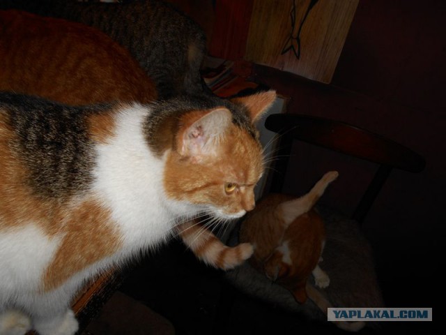 Жизнь домашнего приюта для котеек 95