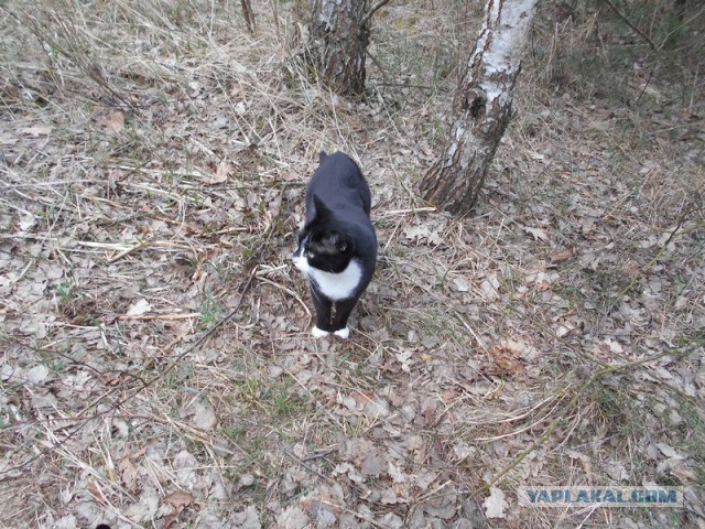 Жизнь домашнего приюта для котеек 108