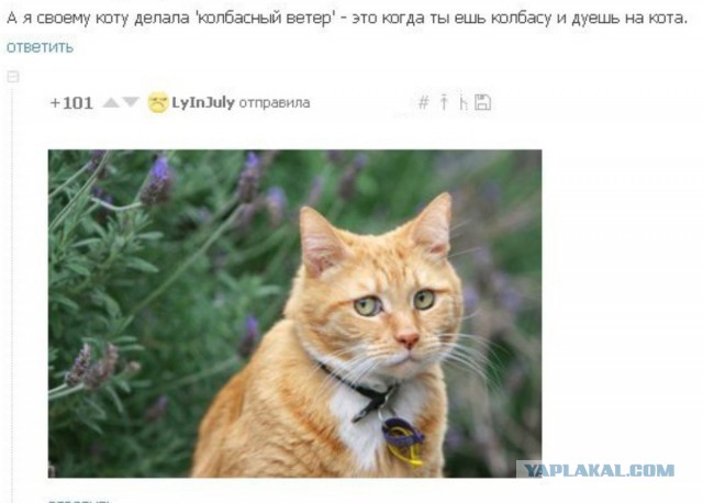 Смешные комментарии из социальных сетей 15.04.2016.